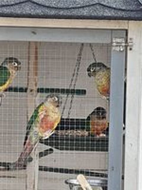   Conure pyrruha  
