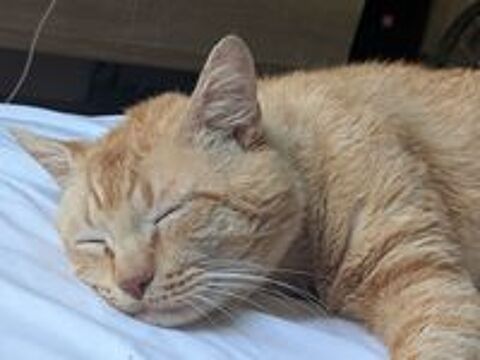   chat fiv dont libre  