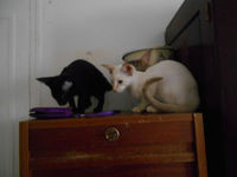   adorable   petite  siamoise 