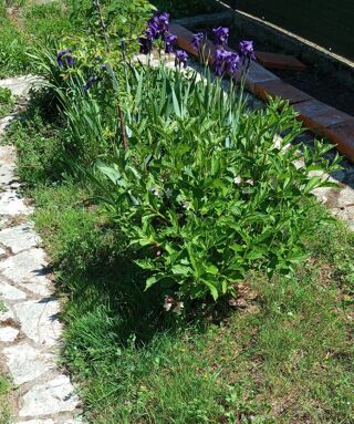  Maison � vendre 6 pi�ces 135 m� Monsempron-libos