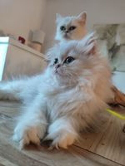   British longhair femelle  