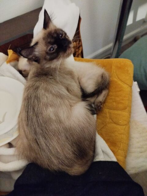 Donne chat femelle 0 93420 Villepinte