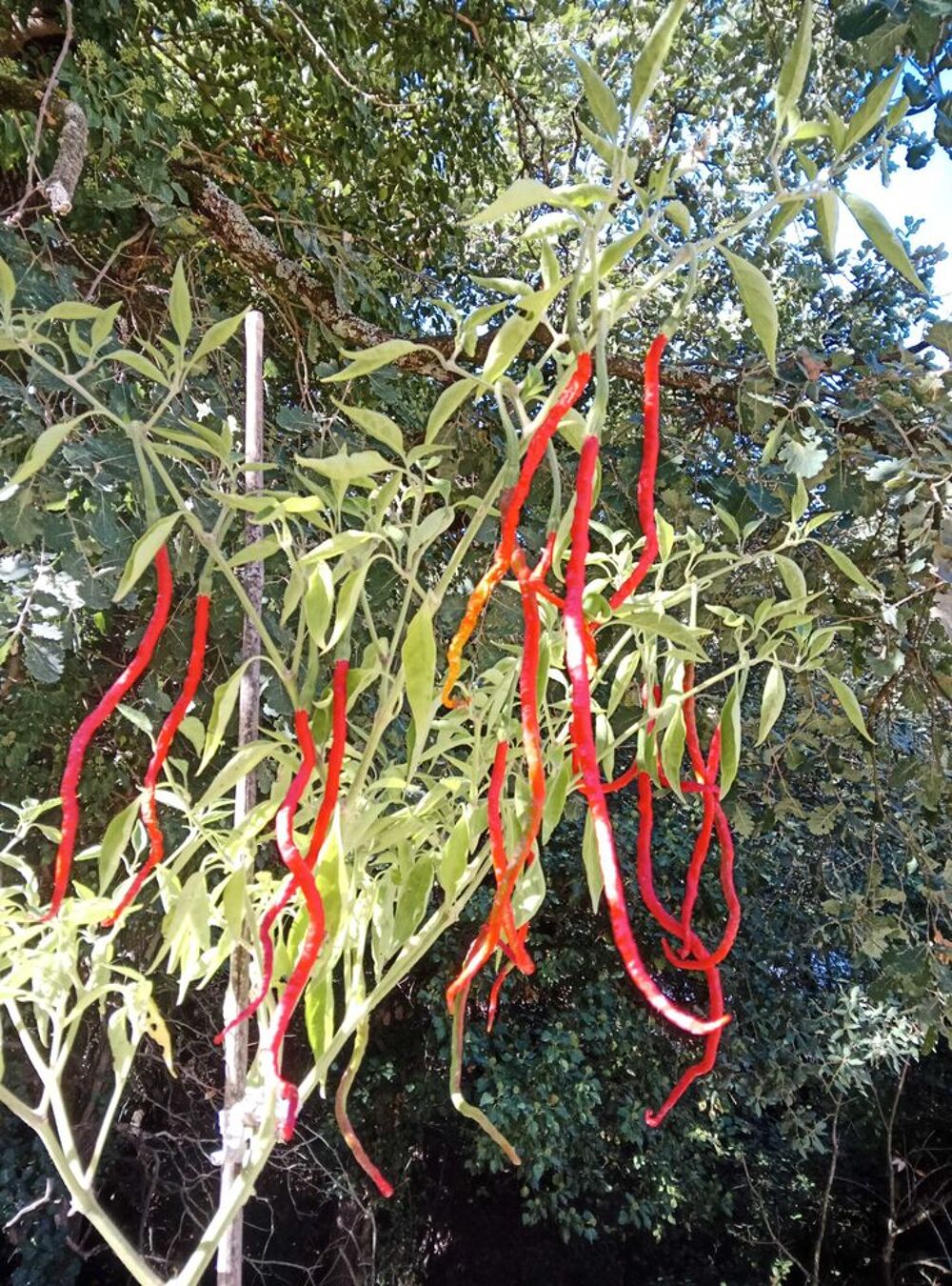 Piment thunder Mountain Jardin