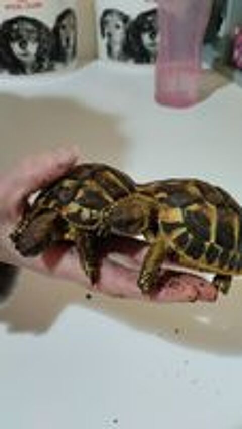   Bébé tortue herman  