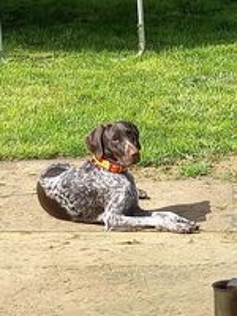   1 chienne braque allemand (marron truitée) 