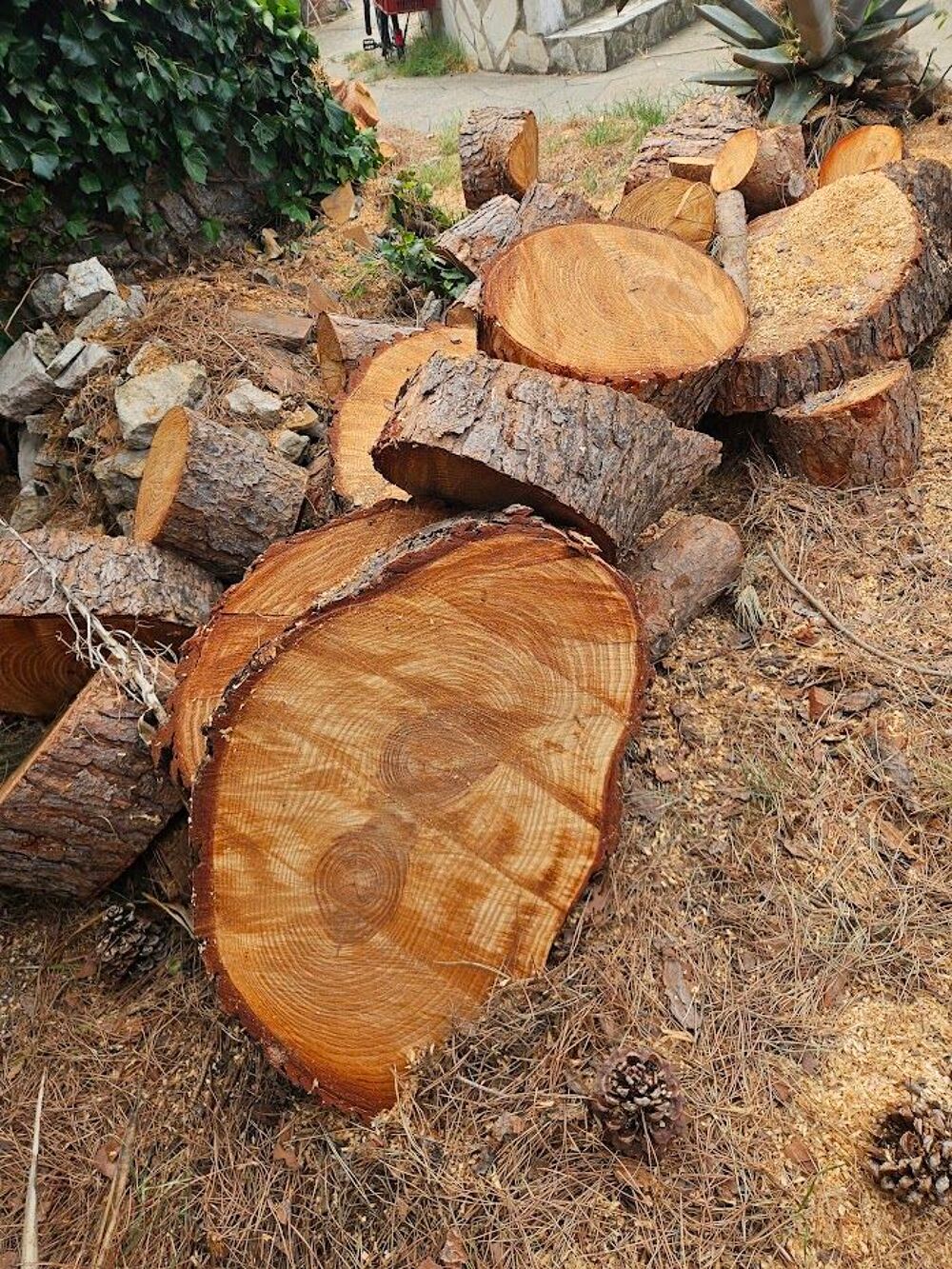 Bois de pin Bricolage