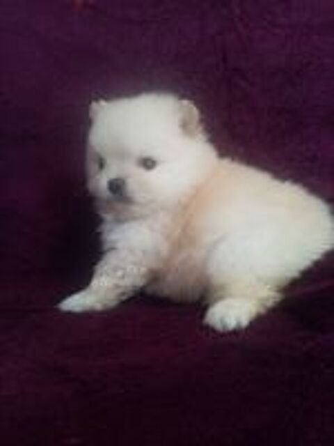   Spitz nain 6 mois femelle  
