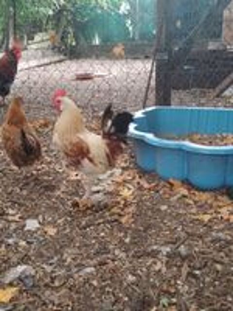   Coq nain  
