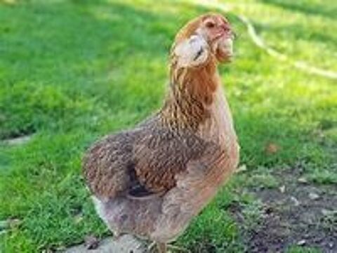   Poule araucana aux oeufs couleur bleu 