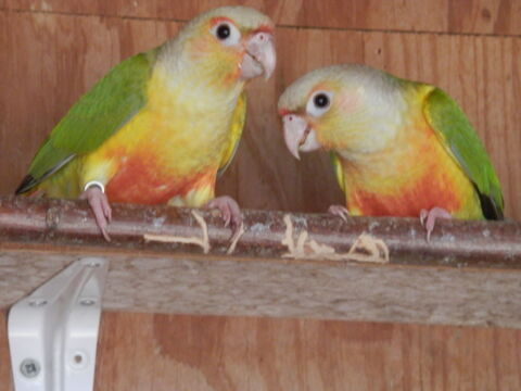perruche conure molinaé 80 56130 Saint-dolay