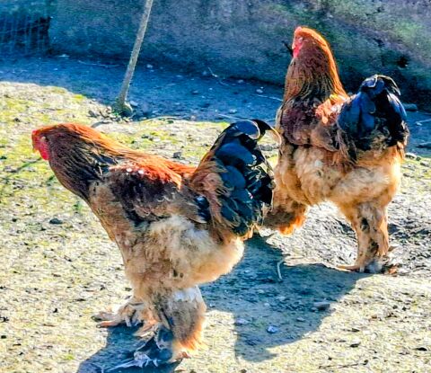 Coq brahma 10 43250 Sainte-florine