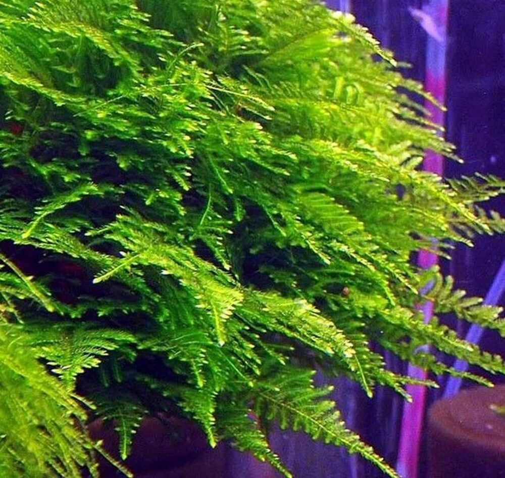 Plante aquarium Vesicularia montagnei 'Christmas moss' porti Jardin