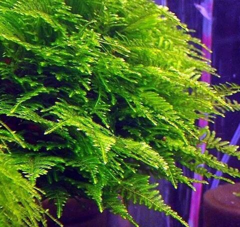Plante aquarium Vesicularia montagnei 'Christmas moss' porti 5 Cagnes-sur-Mer (06)
