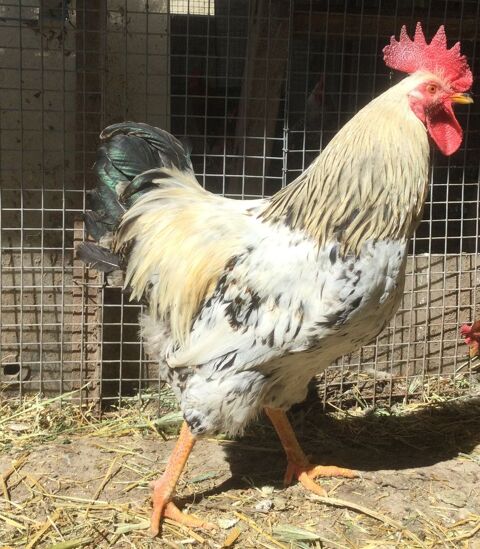 Magnifique coq reproducteur  de ferme 25 26700 La garde-adhmar