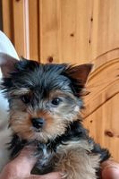   Yorkshire terrier 