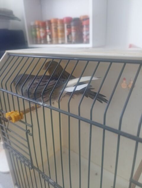 male cannari gloster de 2024 bon chanteur 25 77177 Brou-sur-chantereine