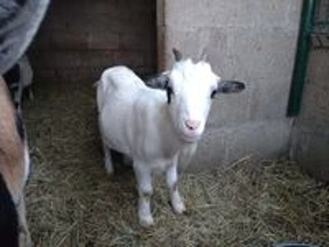   Chimaira, chèvre naine à adopter 