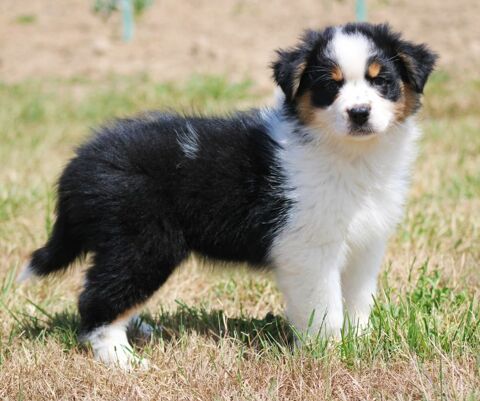 Bergers Australiens chiots Lof disponibles. 890 85600 Montaigu