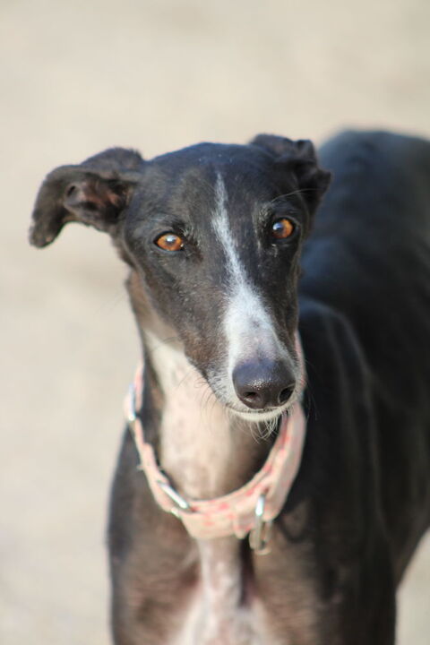 ABRIL 🩷 son doux regard h&eacute;site mais son coeur esp&egrave;re .. 315 24140 Douville