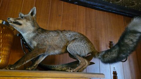 RENARD NATURALISE (taxidermie) 50 Drancy (93)