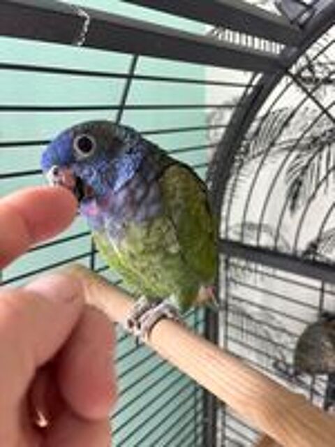   Perroquet pionus  