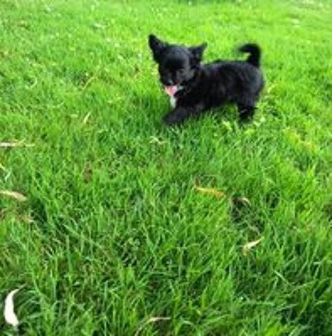   Chiots chihuahuas poils longs non lof
