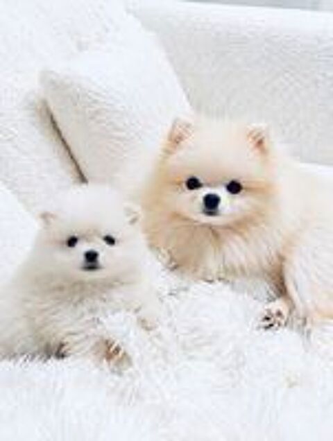   Magnifique mâle spitz blanc pure  
