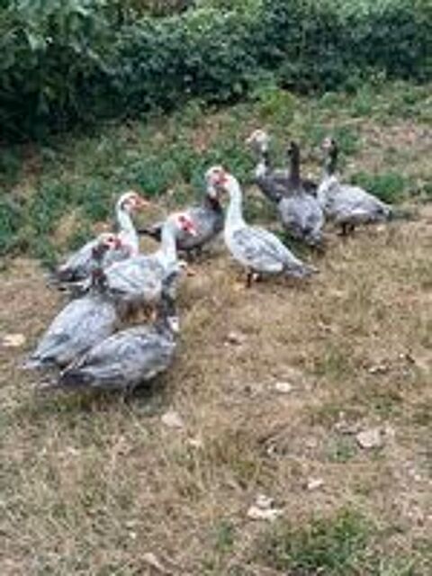   Canards de barbarie mâles pour gavage  