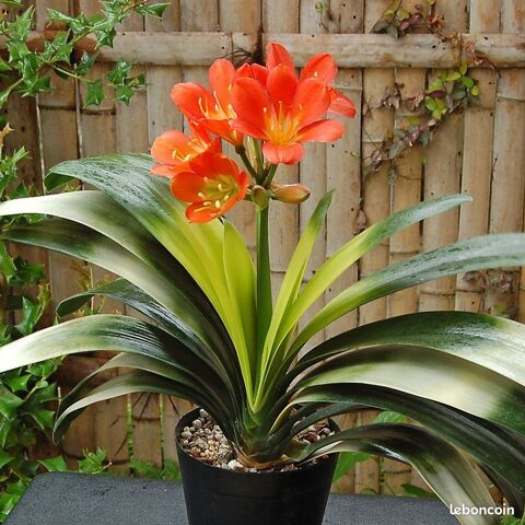 Plante clivia miniata 20 Agde (34)