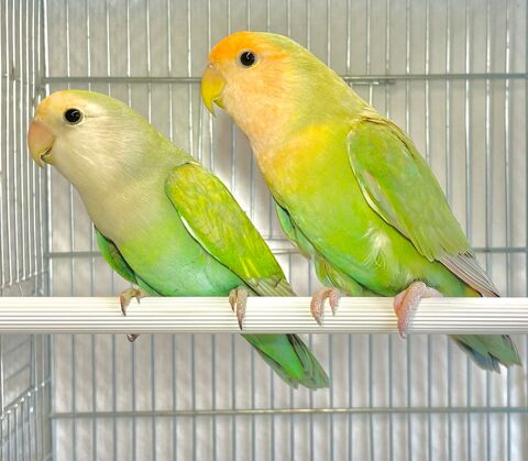 Tr&egrave;s Beaux Couples Form&eacute;s D'ins&eacute;parables Roseicolis  Adultes 120 94450 Limeil-br�vannes