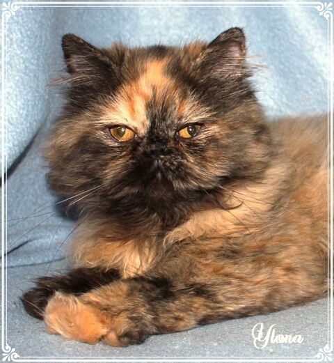 Persan femelle black tortie 900 60390 Auteuil