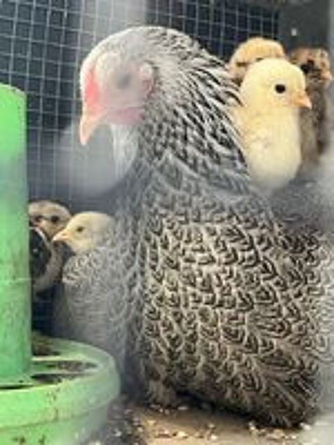   Poussins Wyandottes naines 