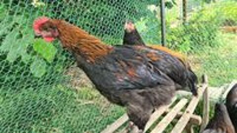   Coq marans agé de 2 mois 