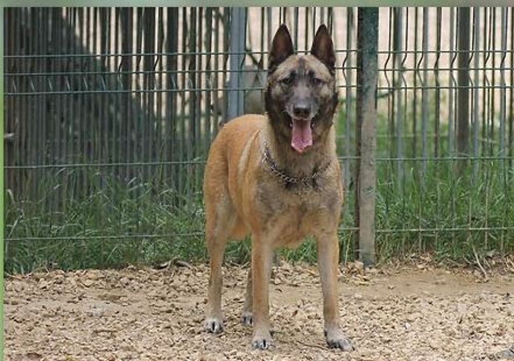   Orka  