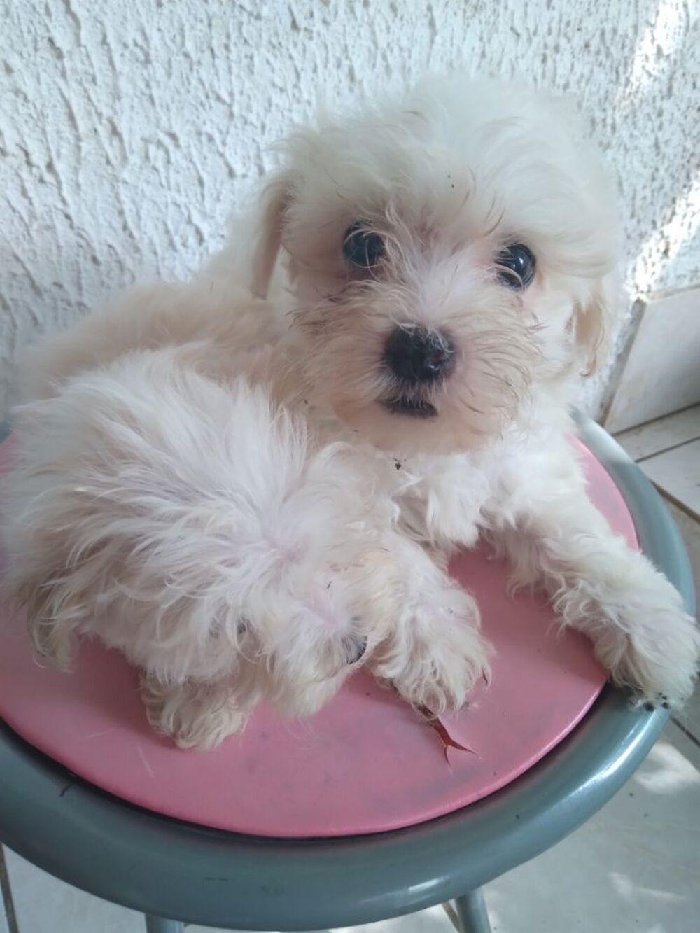   Coton de tulear  