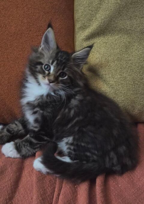 Magnifiques B&eacute;b&eacute;s Maine Coon m&acirc;les Polydactyles Brown 1600 77300 Fontainebleau