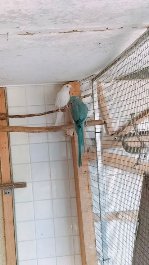 couple perruche collier d'Asie 180 14260 Aunay-sur-odon