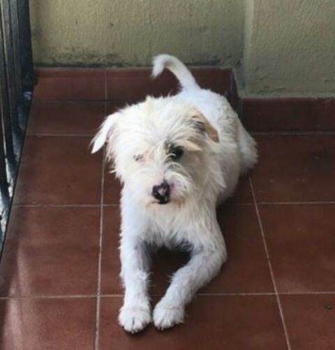 TYSON 300 27620 Gasny