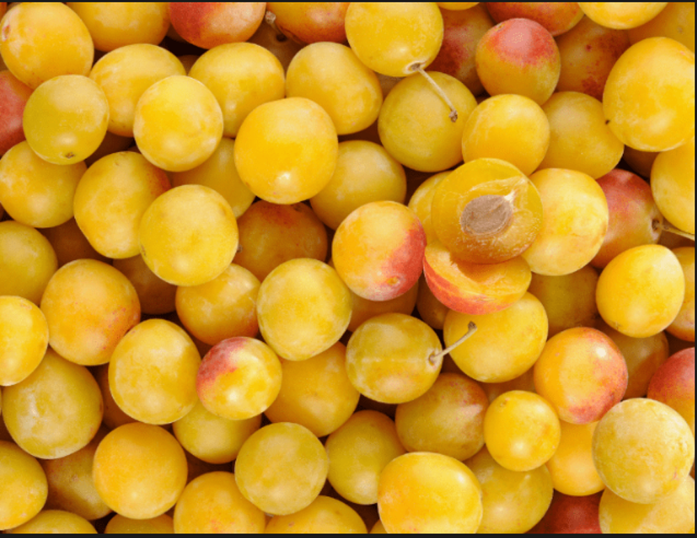 Mirabelles de pays sans traitement Jardin