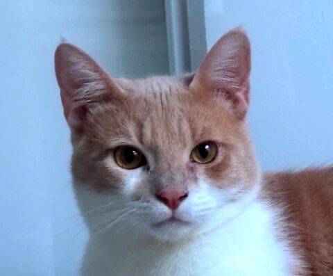 MOCHITI 230 92150 Suresnes