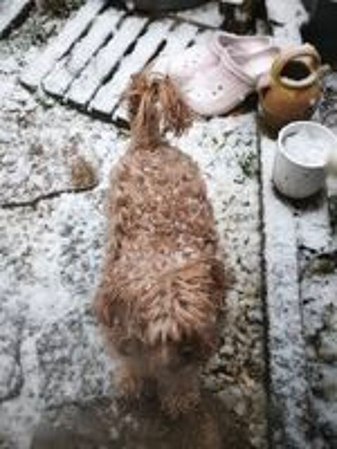   Adoption de Scotty  