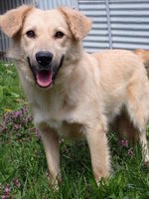   Popsy à l'adoption 