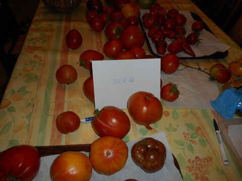 Tomates Mortain (50)
