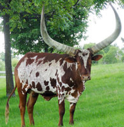   Passionné recherche animaux originaux Wallaby/watusi/alpaga 