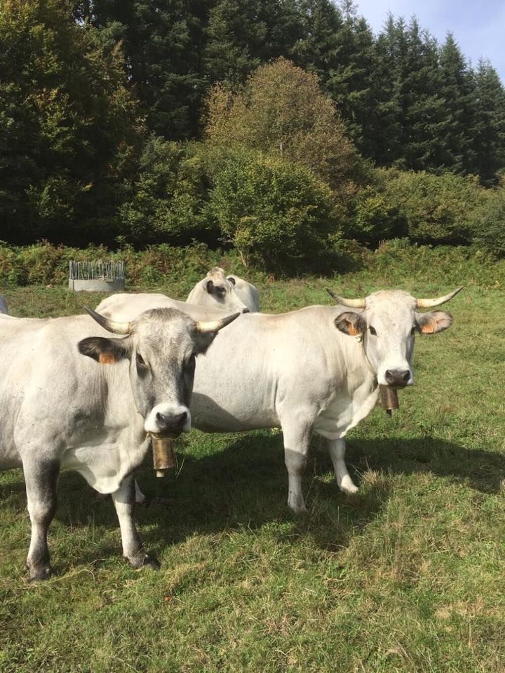   Gite à la ferme 