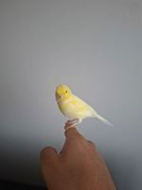   Canari eam 