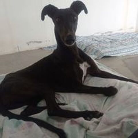   A l'adoption : RASMIA💛, merveilleuse galga de 2 ans  