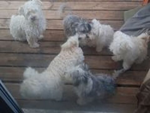   MAGNIFIQUES BICHONS MALTAIS 