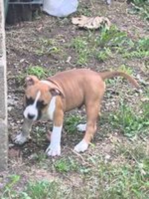   ? CHIOTS AMERICAN STAFFORDSHIRE TERRIER ? LOF ? DISPONIBLES 