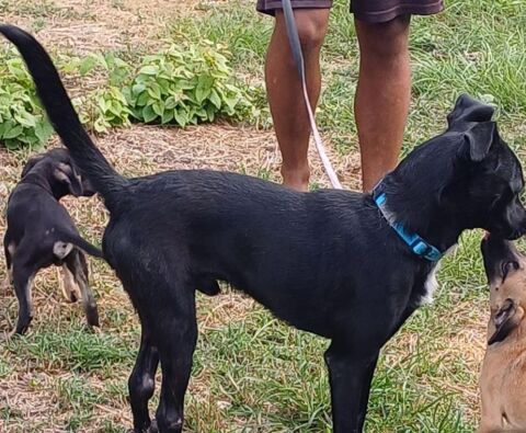 ELLIOT MALE  1 an NON CASTRÉ  A SAUVER DE GUADELOUPE  POUR ADOPTION 0 75018 Paris
